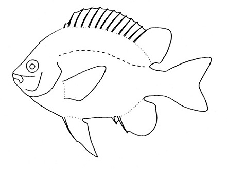 Representative of the Pomacentridae family (Gosline & Brock, 1960, fig. 115)